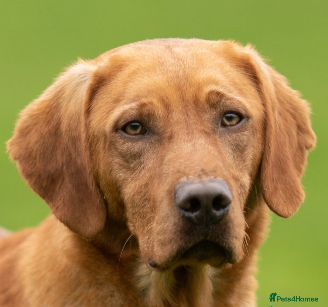 Labrador Retriever dogs for sale: Health Tested Fox Red Puppies for Sale - Image 5