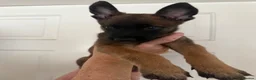 Belgian Shepherd Dog dogs for sale: Belgian malanois pups  - Advert 8