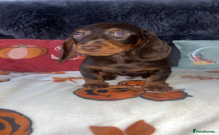 Doxiepoo dogs - Advert 1