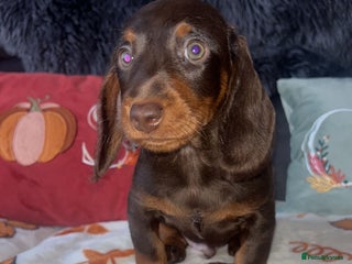 Doxiepoo dogs - Advert 2