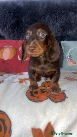 Doxiepoo dogs - Advert 1