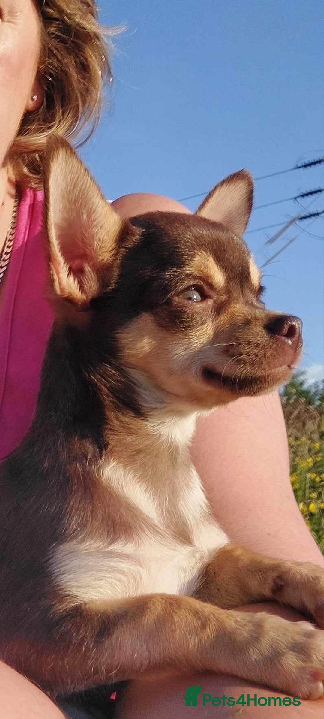 Chihuahua dogs for stud: KC SMOOTH COAT CHIHUAHUA  OPEN  AT STUD 💙 in Doncaster - Image 6
