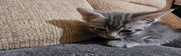 Mixed Breed cats for sale: Adorable Grey kittens for sale  - Advert 13