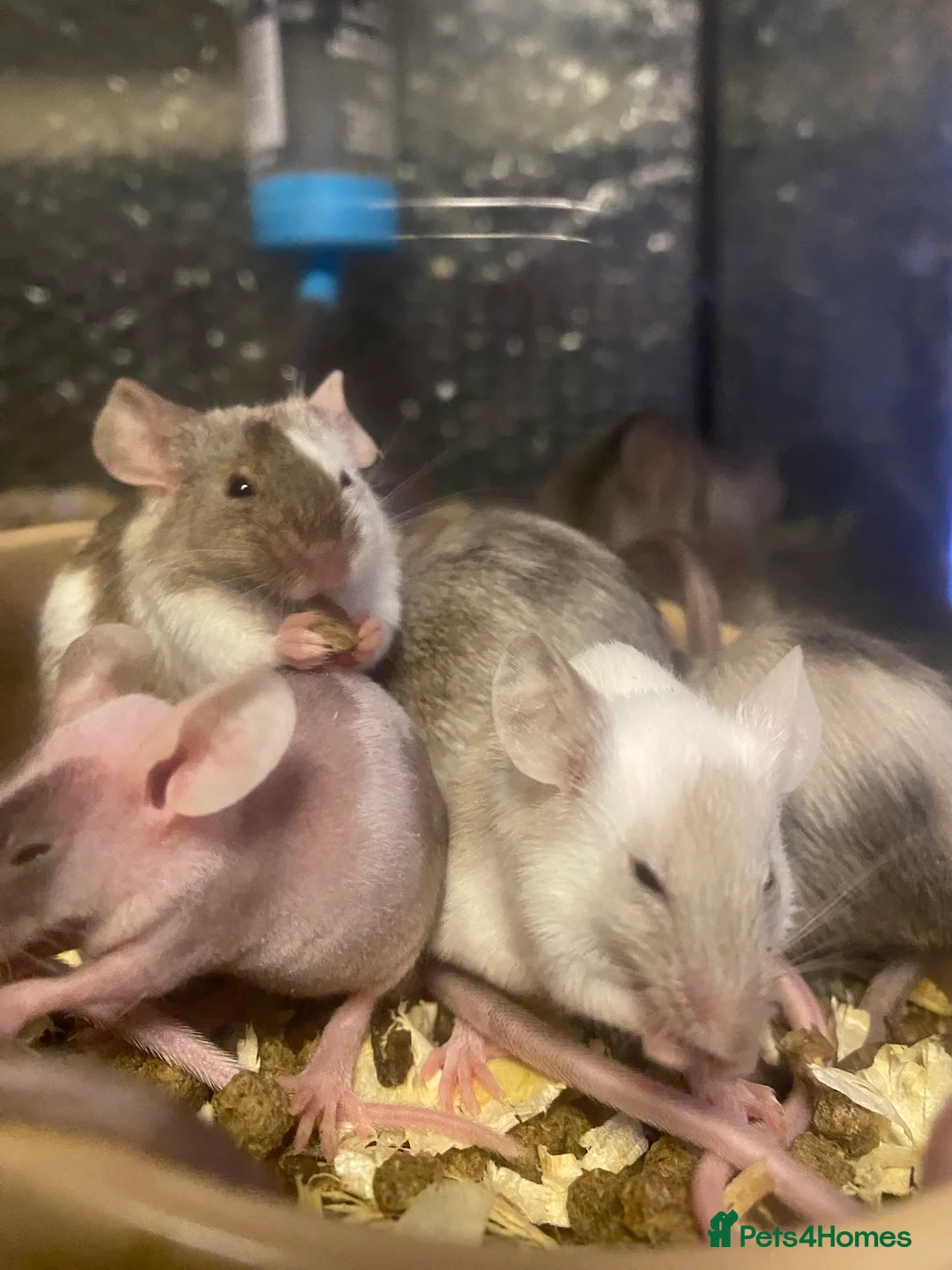 Mouse rodents for sale: 15 males and 12 females mice - Advert 2