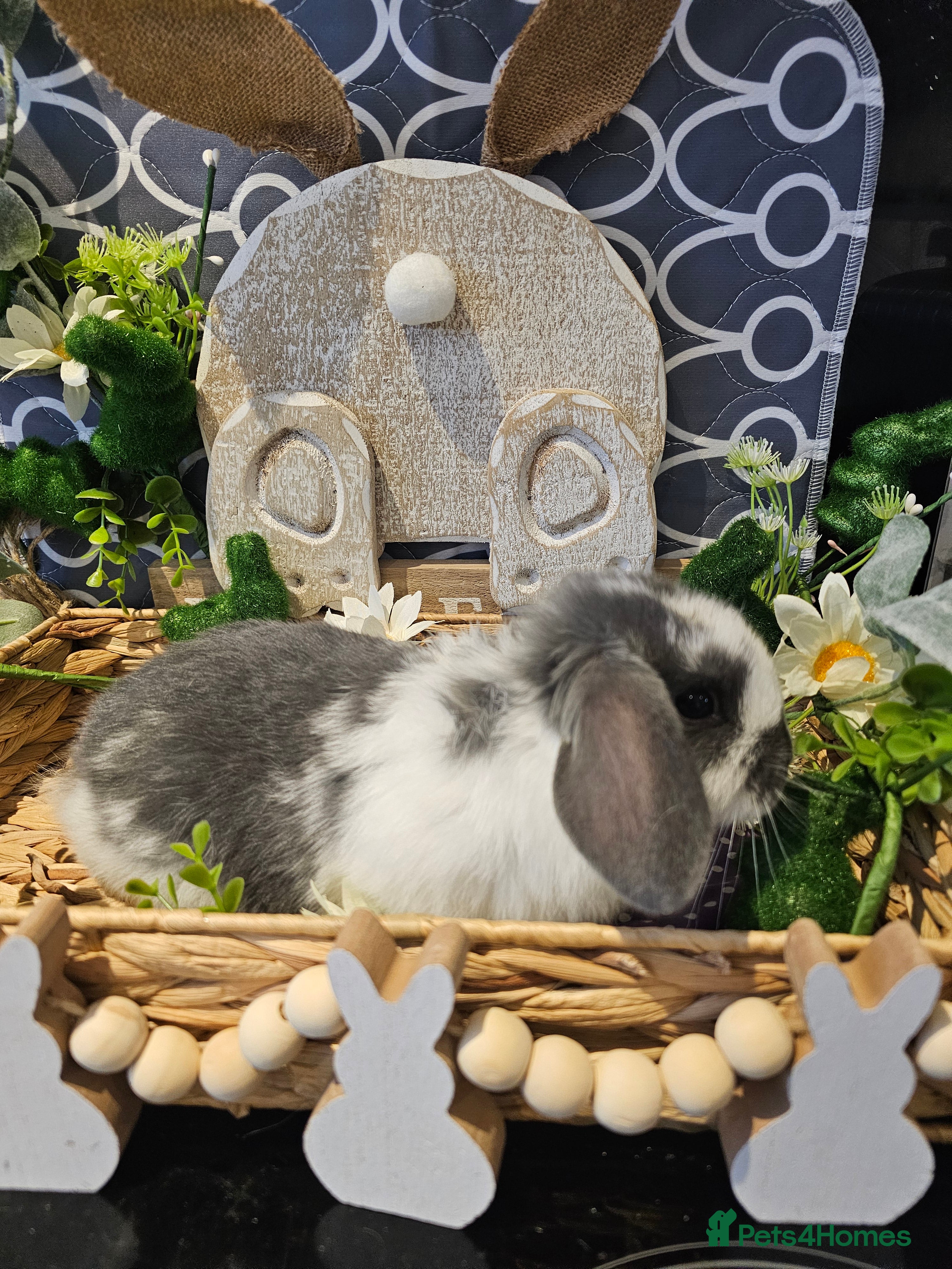 Mini Lop rabbits Mini Lop Babies 1 female left  - Advert 10