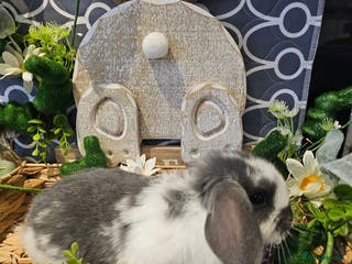 Mini Lop rabbits Mini Lop Babies 1 female left - Advert 11