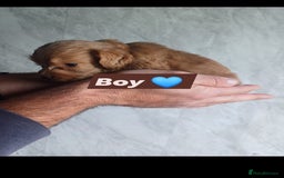 Cockapoo dogs for sale: Adorable Cockapoo’s - Image 10