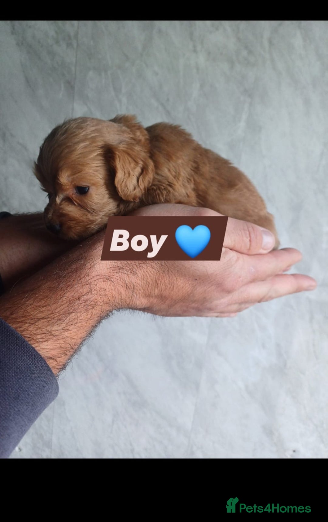 Cockapoo dogs for sale: Adorable Cockapoo’s - Image 10