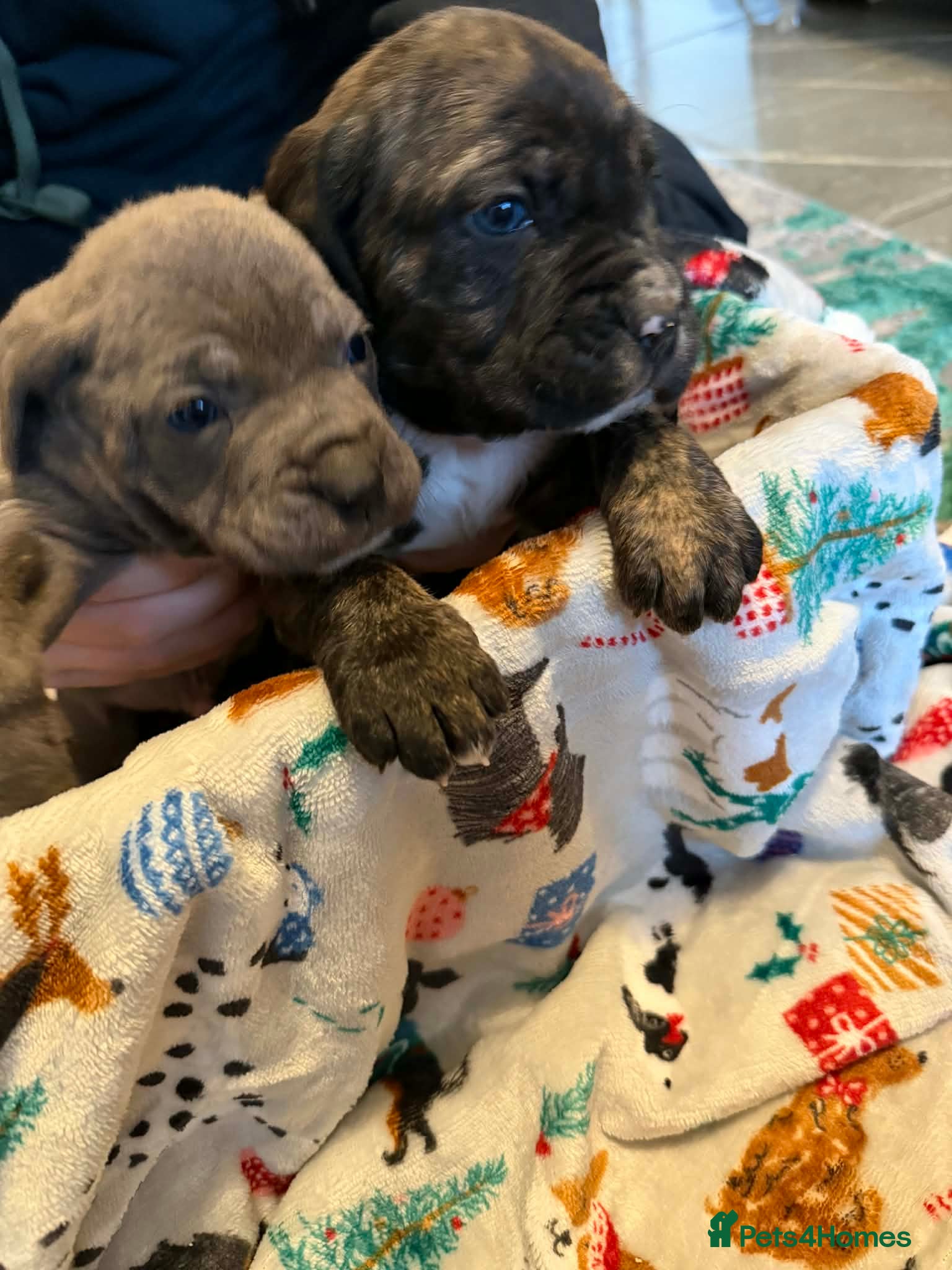 Cane Corso dogs Stunning chunky cane corso puppies - Advert 1