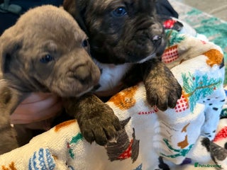 Cane Corso dogs Stunning chunky cane corso puppies - Advert 2