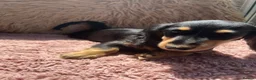 Miniature Dachshund dogs for sale: Kc reg long hair mini dachshunds dna parents  - Advert 9