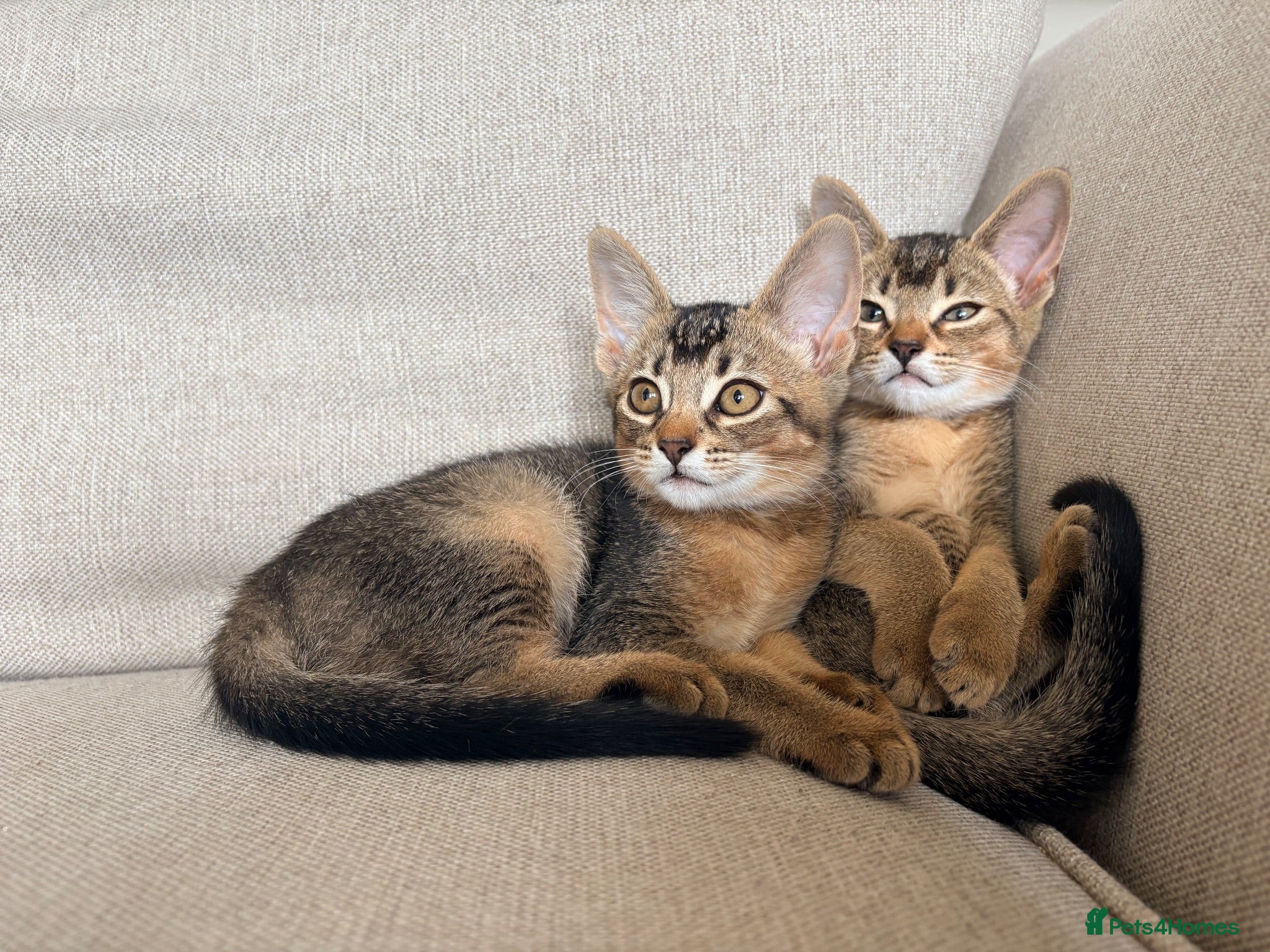 Mixed Breed cats Two Beautiful Abyssinian Cross Girls - Advert 2