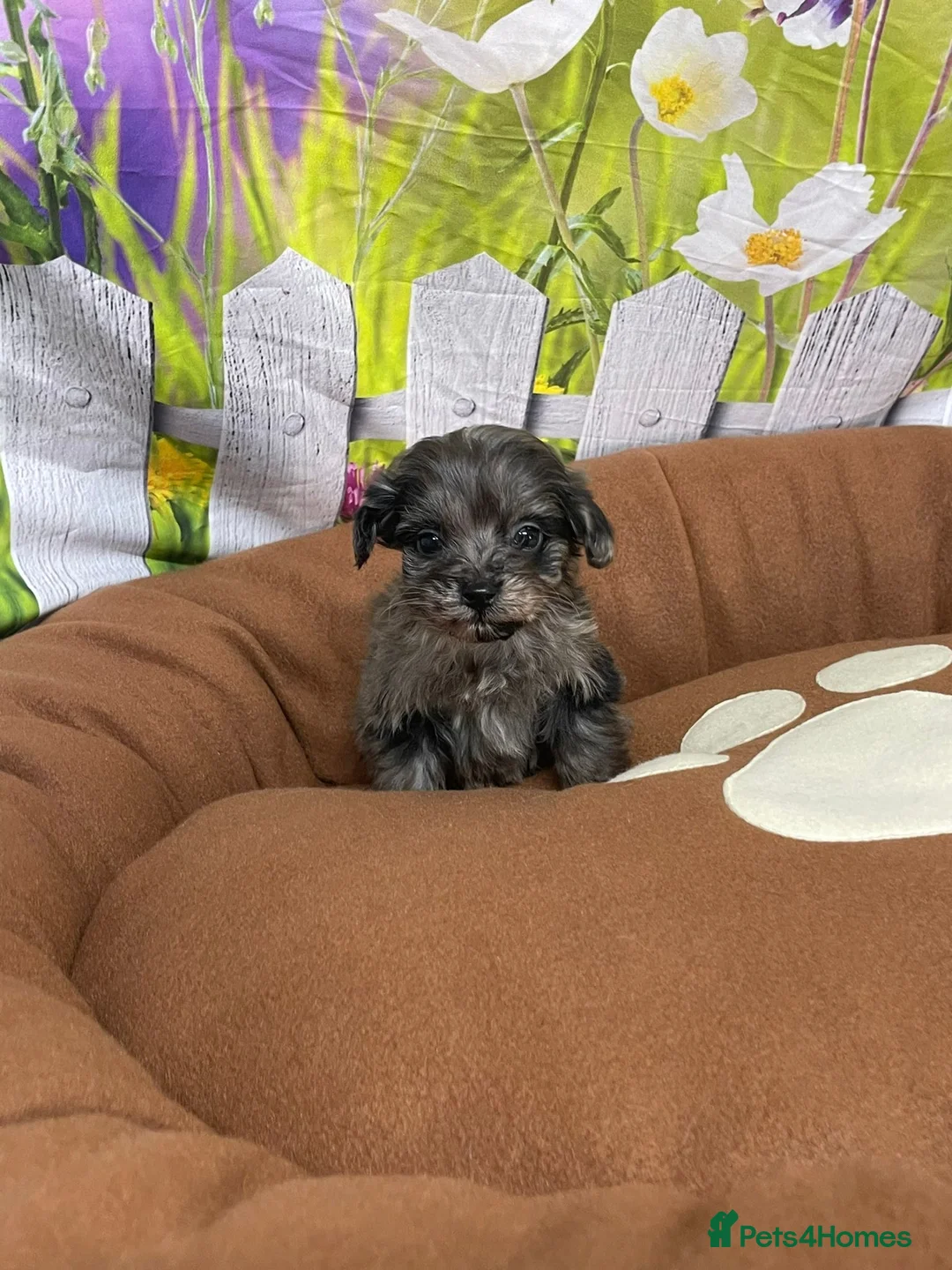 Cavapoo dogs for sale: F1B cavapoos ⭐️ - Advert 4