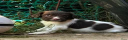 English Springer Spaniel dogs for sale: KC reg ESS pups sire OFTAW  - Advert 14