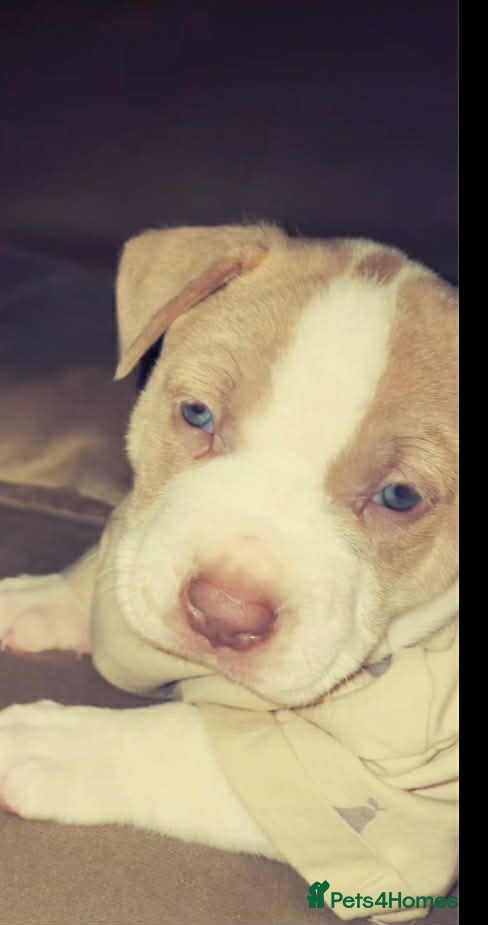 Mixed Breed dogs American bully  - Advert 1