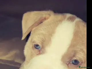 Mixed Breed dogs American bully - Advert 1