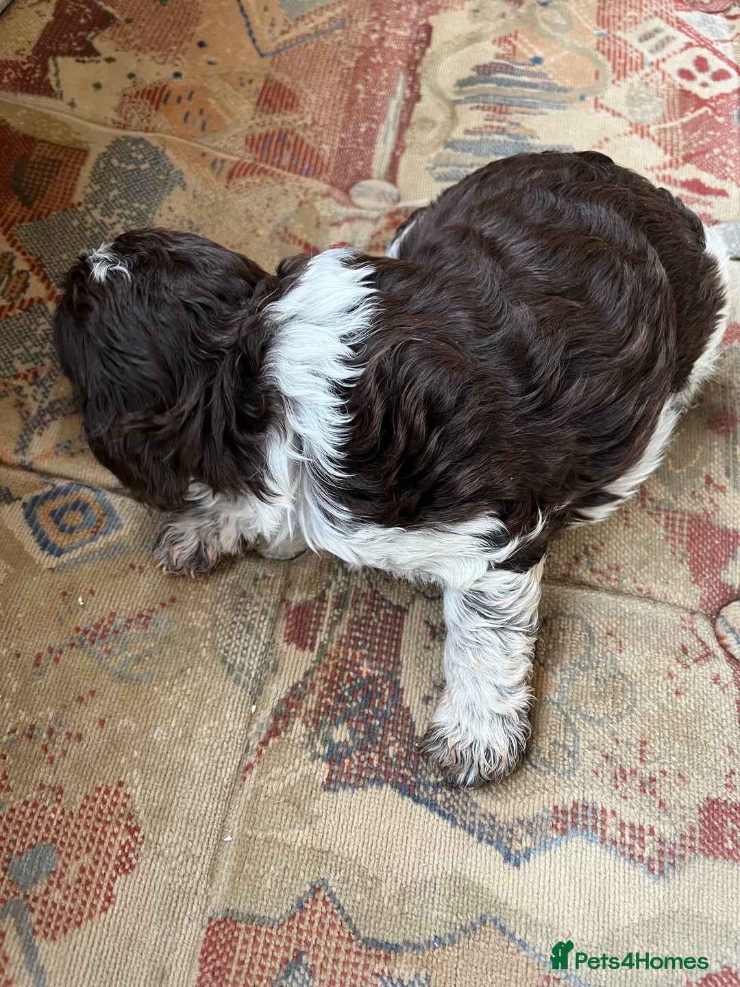 Cockapoo dogs for sale: Cockerpoo puppies - Image 3