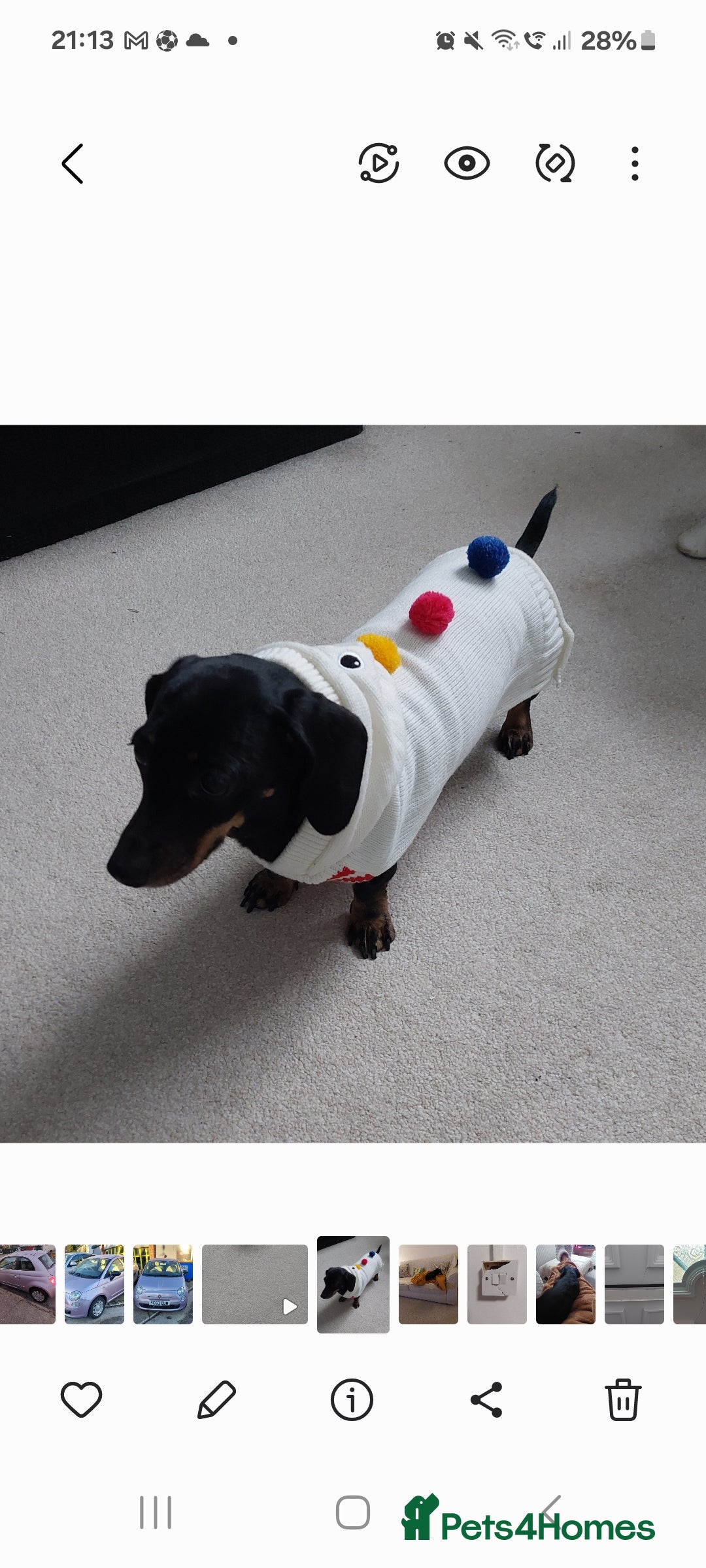 Miniature Dachshund dogs for sale: r Bitch 13 weeks / Black & Tan Puppy. - Advert 5