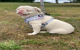 French Bulldog dogs for sale: Family Raised EA Pink English cross French Bulldog - Image 1