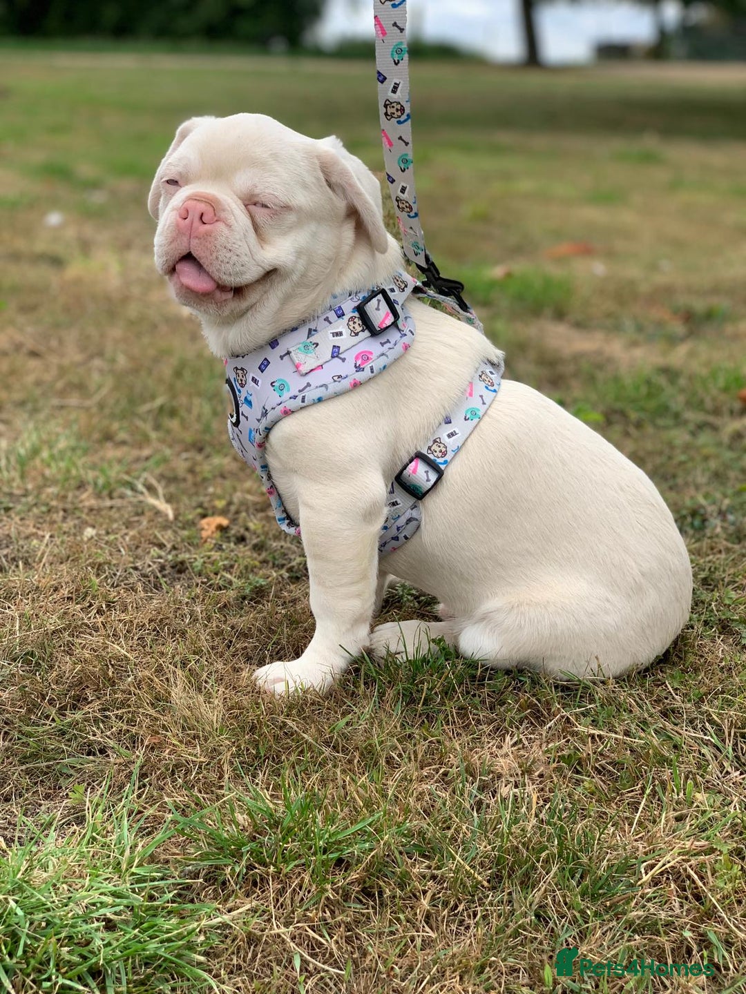 French Bulldog dogs for sale: Family Raised EA Pink English cross French Bulldog - Image 1