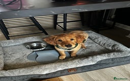 Golden Retriever dogs for sale: Golden Retriever Puppy - Female - Image 1