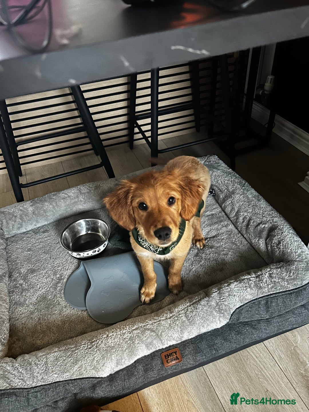 Golden Retriever dogs for sale: Golden Retriever Puppy - Female - Image 1