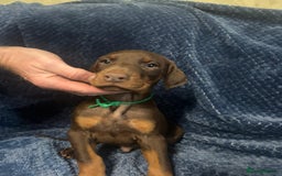 Dobermann dogs for sale: 7 handsome doberman pups - Image 8