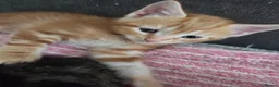 Mixed Breed cats for sale: 2 male ginger kittens  - Advert 3