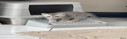 British Shorthair cats for sale: British shorthair silver spotted  - Advert 8