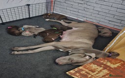 Mastiff dogs for sale: Mastiff Hybrids  - Image 4