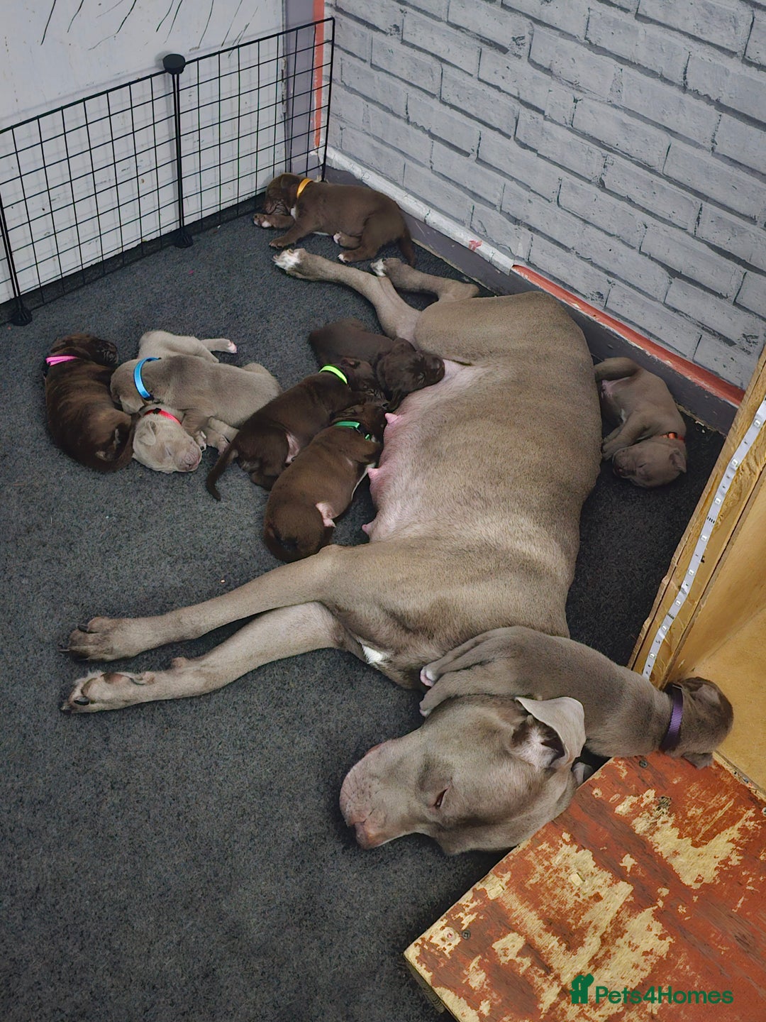 Mastiff dogs for sale: Mastiff Hybrids  - Image 4