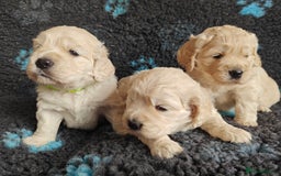 Mixed Breed dogs for sale: 🐾 Dakota Sports Retrievers 🐾 (Mini Retrievers)  - Image 9
