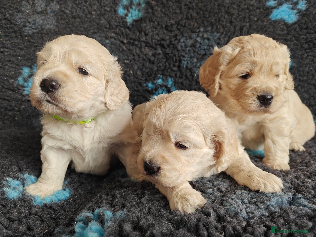 Mixed Breed dogs for sale: 🐾 Dakota Sports Retrievers 🐾 (Mini Retrievers)  - Image 9