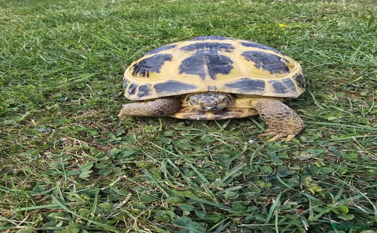 Tortoise reptiles - Advert 3