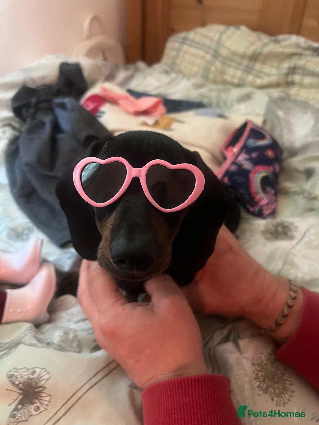 Miniature Dachshund dogs for sale: All homed ☺️Miniature Daschund puppies - gorgeous! - Advert 2