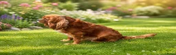 Cavalier King Charles Spaniel dogs for sale: Cavalier King Charles Spaniel Puppies - Advert 14