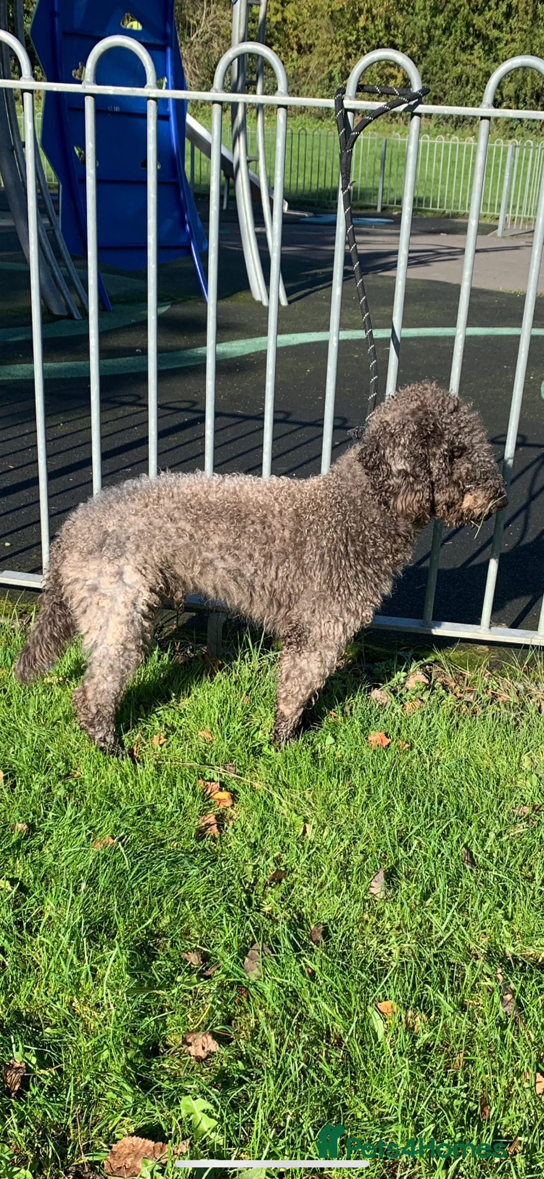 Bedlington Terrier dogs for stud: Teddy - Beddlington  - Advert 2