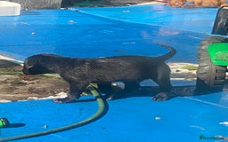 Labrador Retriever dogs for sale: Kc Labrador puppy ALLinjectionsfleawormchipinsured - Image 37