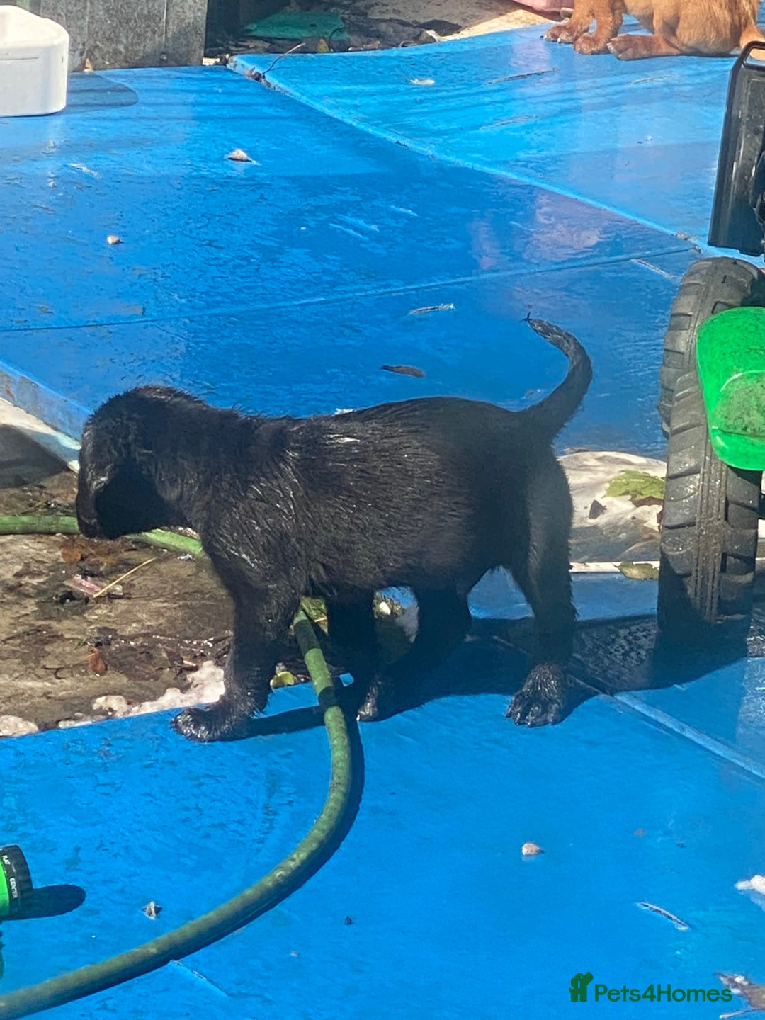 Labrador Retriever dogs for sale: Kc Labrador puppy ALLinjectionsfleawormchipinsured - Image 37