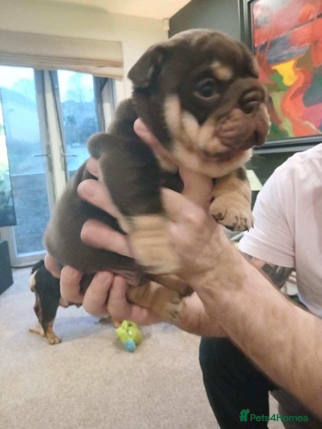 English Bulldog dogs for sale: Stunning  chunky English bulldog puppies  - Advert 9