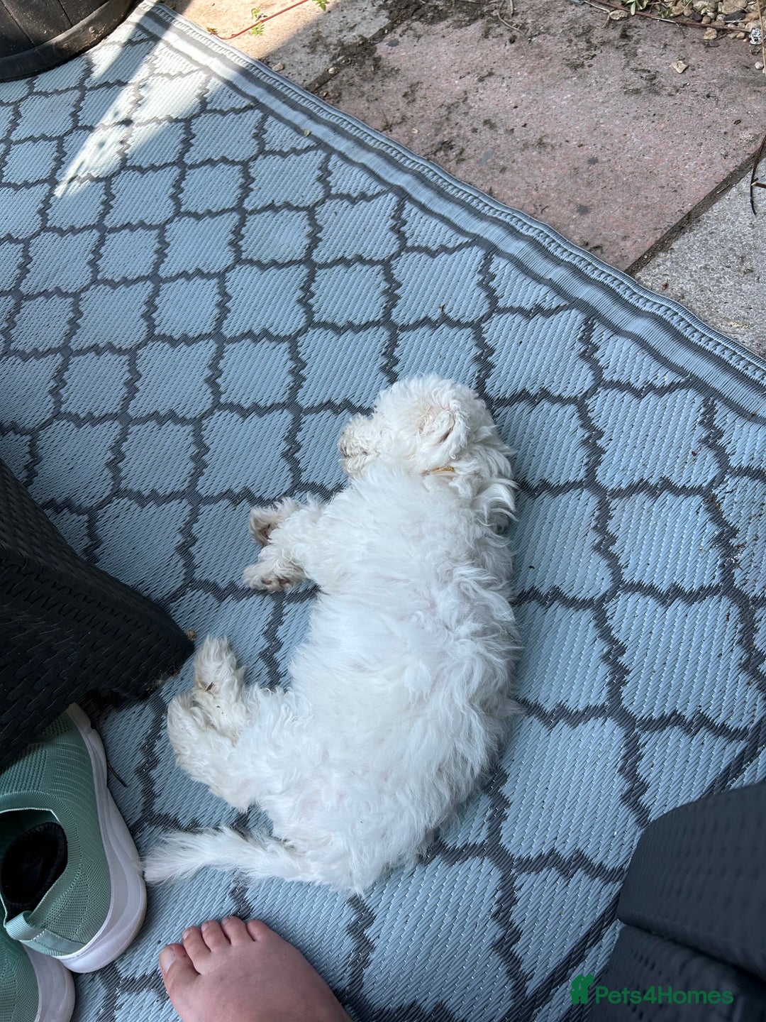 Bichon Frise dogs for sale: Gorgeous 17week old Bichon Frise - Image 3
