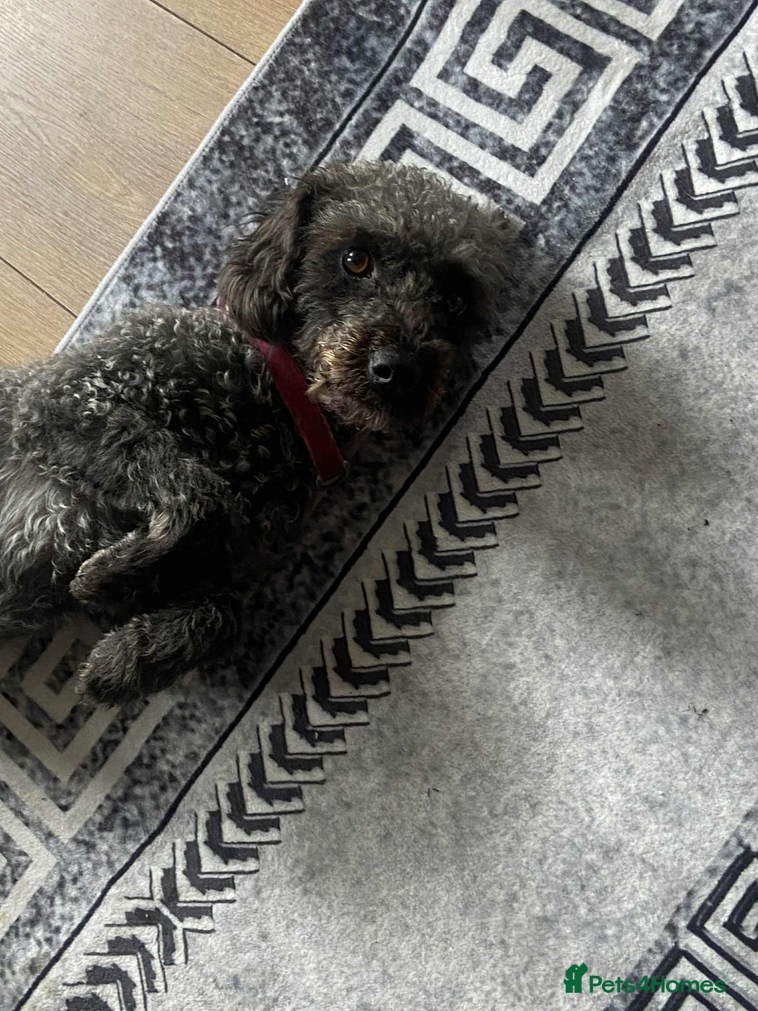Cockapoo dogs for sale: 2 year old cockapoo bitch  - Image 1