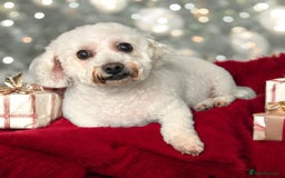 Poochon dogs for sale: Mother and son - Image 8