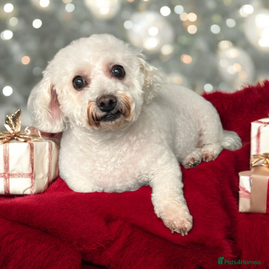 Poochon dogs for sale: Mother and son - Image 8