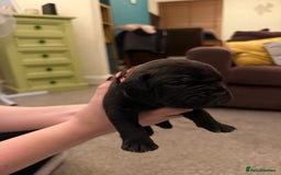 Cane Corso dogs for sale: Large Cane Corso pups - Advert 21