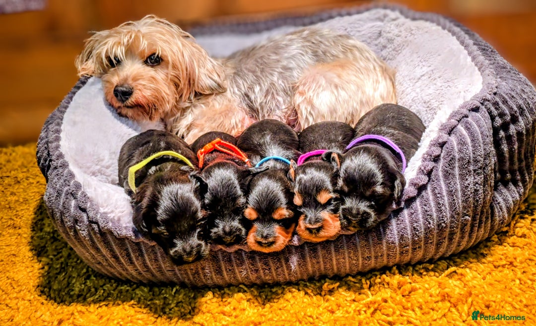 Yorkiepoo dogs for sale: GENUINE F1 YORKIEPOO PUPPIES  - Advert 9