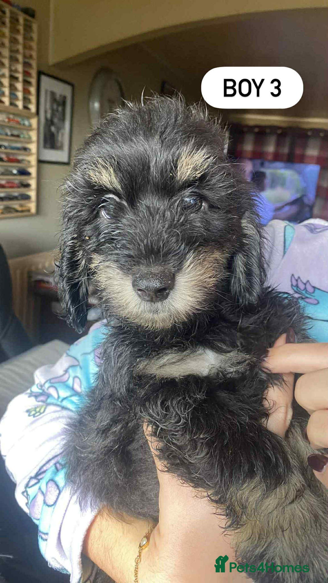 Mixed Breed dogs for sale: Mini dachshund cross - Image 3