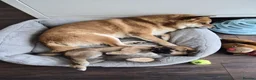 Japanese Shiba Inu dogs for sale: Last Lovely Shiba Inu Puppy, Ready for home now! - Advert 27