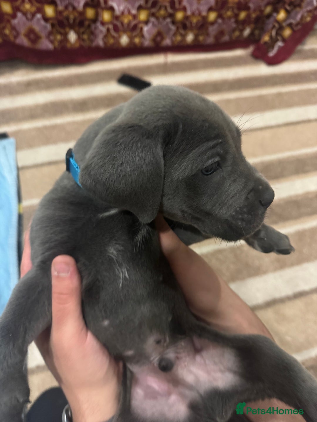 Cane Corso dogs for sale: Pure Pedigree Cane Corso Puppies - Image 12