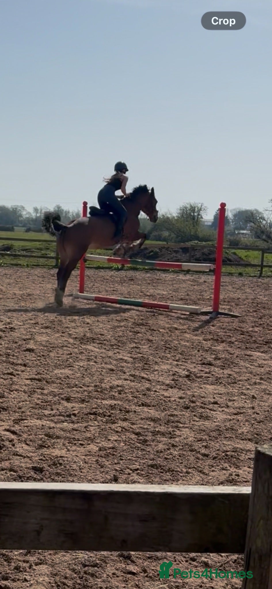 Welsh Section D horses Tyrllawn Rosetta  - Advert 1